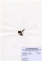 藏品(蘆筍藻)的圖片